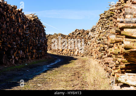 Country road with stacks of timber on either side. This timber will most likely be used as biofuel. Stock Photo
