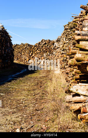 Country road with stacks of timber on either side. This timber will most likely be used as biofuel. Stock Photo