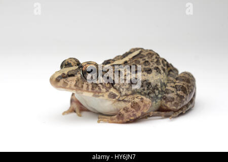 Grass Frog (Fejervarya limnocharis) Stock Photo
