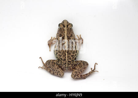 Grass Frog (Fejervarya limnocharis) Stock Photo