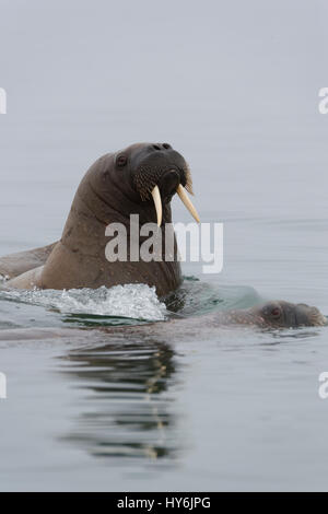Walrus (Odobenus rosmarus) in water, Spitsbergen Island, Svalbard Archipelago, Norway, Stock Photo