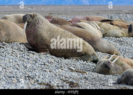 Group of Walrus (Odobenus rosmarus) resting on gravel beach, Forlandsundet, Spitsbergen Island, Svalbard Archipelago, Norway, Stock Photo