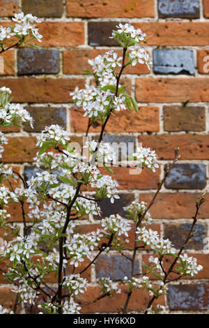 common hawthorn tree in flower Stock Photo