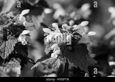 Black and white image of purple dead-nettle wild flower Stock Photo