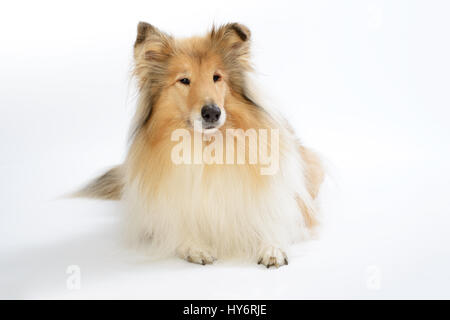 Rough collie dog in front of white background. Collie Hund liegt auf einem weißen Boden. Stock Photo