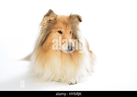 Rough collie dog in front of white background. Collie Hund liegt auf einem weißen Boden. Stock Photo