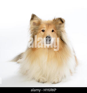 Rough collie dog in front of white background. Collie Hund liegt auf einem weißen Boden. Stock Photo
