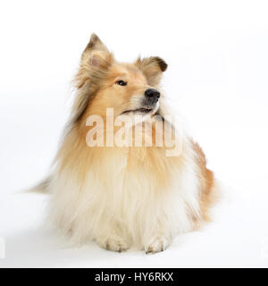 Rough collie dog in front of white background. Collie Hund liegt auf einem weißen Boden. Stock Photo