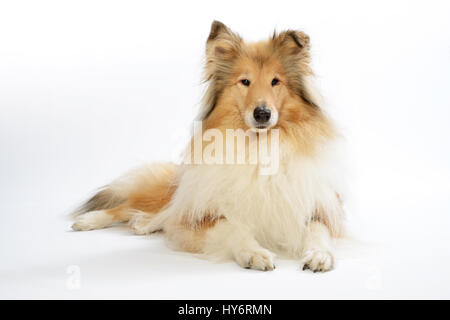 Rough collie dog in front of white background. Collie Hund liegt auf einem weißen Boden. Stock Photo