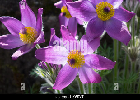 Backlit purple Anemone in spring sunshine Stock Photo