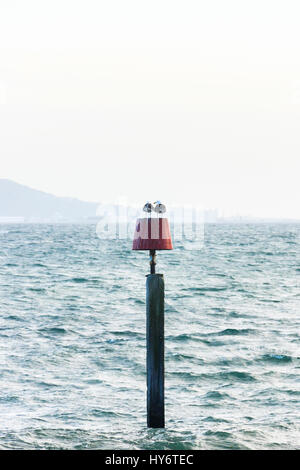Two seagulls perched on red warning marker on a rocky promontory at Ringstead Bay, Dorset, England, UK Stock Photo