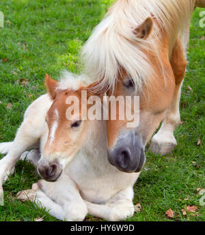 Haflinger horses mare and foal Stock Photo