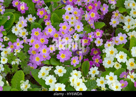Colour varieties of Common Primrose Primula vulgaris growing in spring border Stock Photo