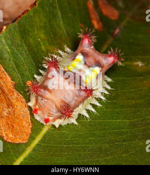 Unusual and colourful caterpillar of Australian mottled cup moth Doratifera vulnerans, with stinging red spines clearly visible, on green leaf Stock Photo