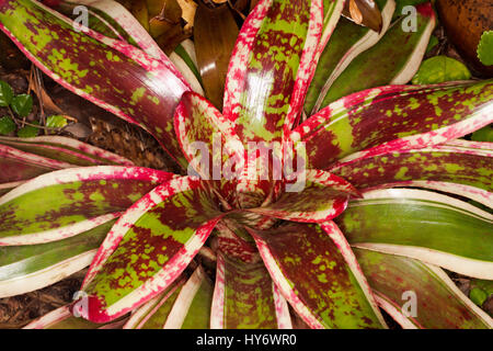 Vivid foliage of bromeliad, green and white variegated leaves covered with bright red splashes of colour, Neoregelia 'Wild Gossip' Stock Photo