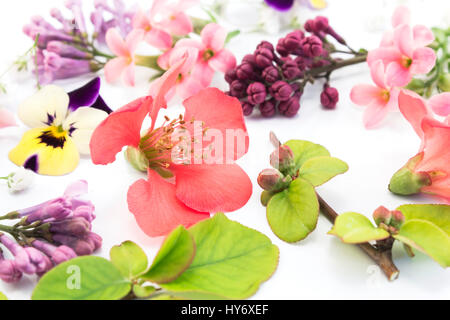 Various Spring Flowers on White Background. Stock Photo