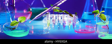 Biotechnology And GMO - Plants In Test Tubes - Laboratory Of Biochemistry Stock Photo