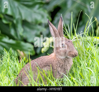 Rabbit hiding in grass Stock Photo