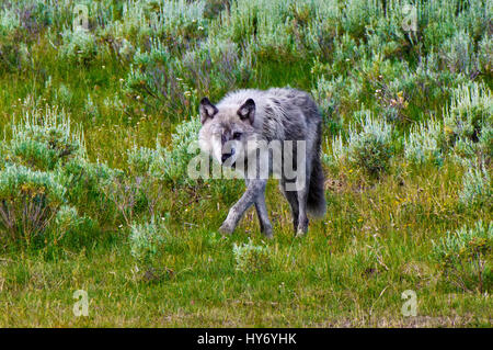 Alpha Male Wolf of the Wapiti Lake Pack in the Hayden Valley, Yellowstone National Park, Wyoming, United States, Summer 2016. designation 755M Stock Photo