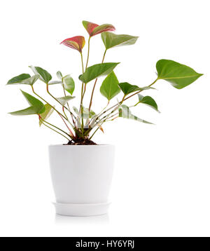 Beautiful Anthedesia anthurium with red flowers in white flowerpot isolated on white background Stock Photo