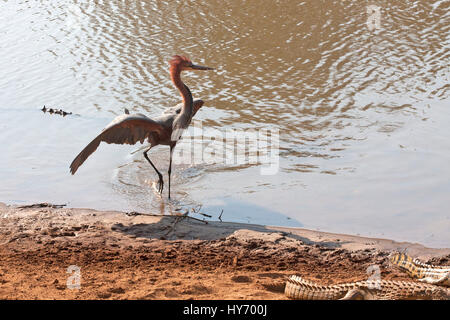 Goliath Heron, South Africa Stock Photo