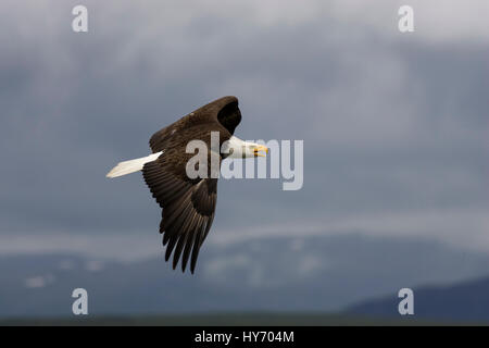 Bald Eagle (Haliaeetus leucocephalus) Bald eagle flying over the Kamishak Bay beach, Kamishak Bay, McNeil River State Game Sanctuary, AK, USA Stock Photo