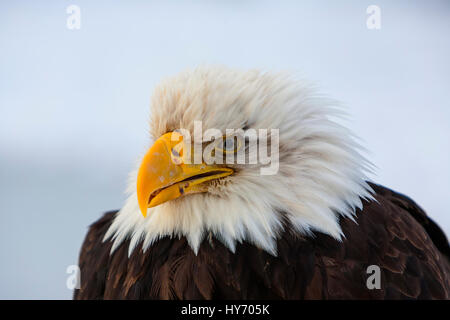 Bald Eagle (Haliaeetus leucocephalus) Portrait of a mature bald eagle, Homer Spit, Homer, AK, USA