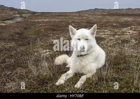 Life of an adventuresome white dog, Quirpon Island, Newfoundland Stock Photo