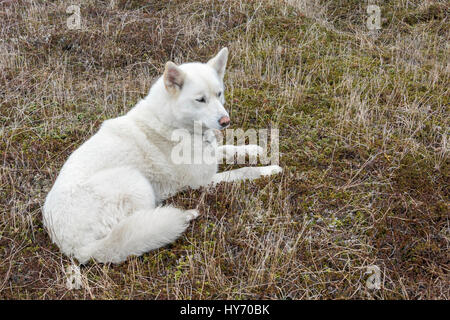 A dog's life, lying in the lichens, one brown and one blue eye, Quirpon Island, Newfoundland Stock Photo