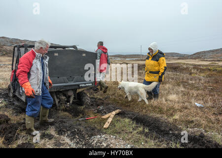 Getting the ATV unstuck from the water-logged peat, Quirpon Island, Newfoundland Stock Photo
