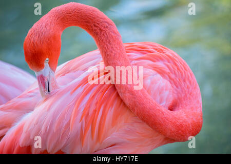 The colorful Caribbean Flamingo Stock Photo