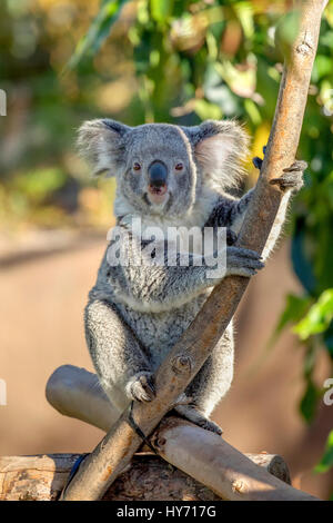 Sweet koala making eye contact, San Diego, California Stock Photo