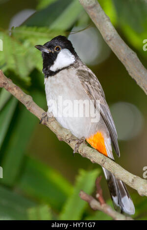 The white-eared bulbul, or white-cheeked bulbul, is a member of the bulbul family Stock Photo