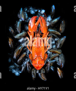 Cooked lobster on a bed of mussels and ice Stock Photo