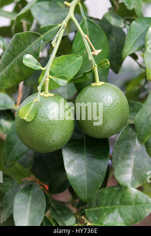 Green unripe grapefruits on the tree Stock Photo
