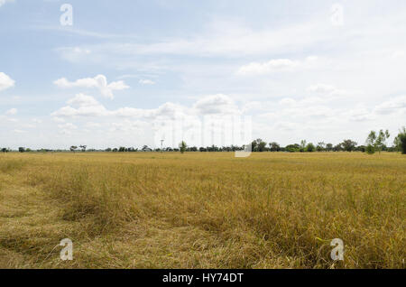 Golden rice field ,ready for harvest Stock Photo