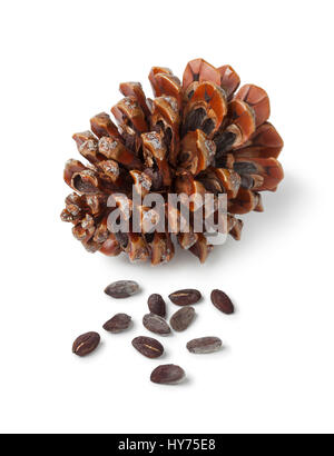 Stone pine cone, pinoli, and seeds on white background Stock Photo