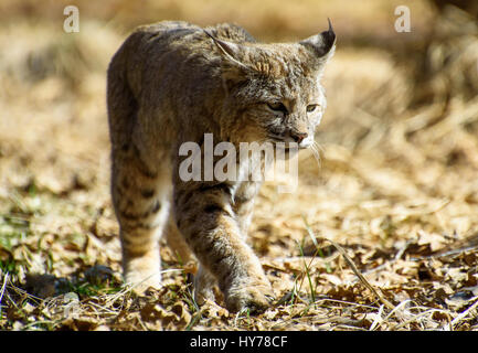 Bobcat, Lynx Rufus, Yosemite National Park USA Stock Photo