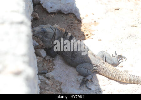 Lizard on the rocks next to ocean Stock Photo