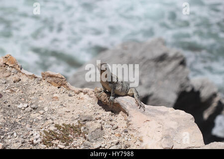 Lizard on the rocks next to ocean Stock Photo