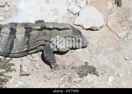 Lizard on the rocks next to ocean Stock Photo