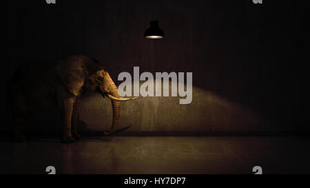 elephant in the room near wall. Creative concept Stock Photo