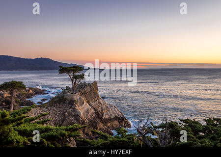 Lone Cypress tree view at sunset  along famous 17 Mile Drive - Monterey, California, USA Stock Photo