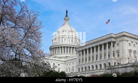United States Capitol and cherry tree in bloom, Washington DC Stock Photo