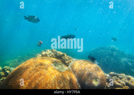 Tropical exotic striped fish in coral sea of Great barrier reef of Australia moving in sun beams above colourful coral colonies. Stock Photo