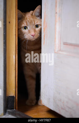 Tabby kitten peering out slightly open door. Peeking through opening Stock Photo