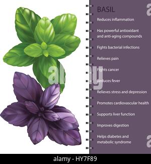 Basil herb leaves infographic, vector illustration Stock Vector