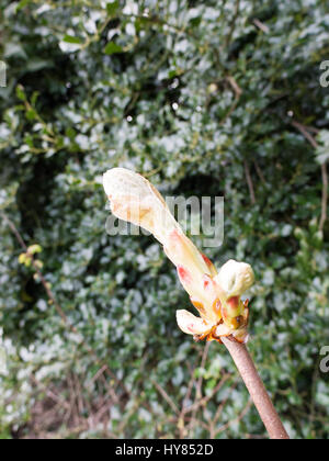 Bud on twig isolated in the light Stock Photo
