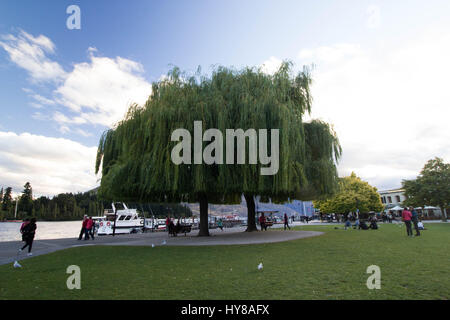 Iconic tree in Queenstown Stock Photo