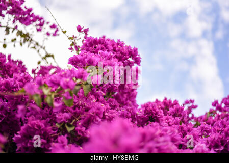 Spring flowers trees  blossom Stock Photo